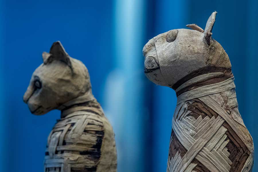 A mummified cat, wrapped and preserved for burial.